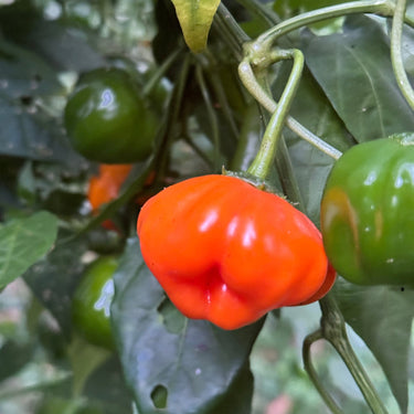 Aji Dulce Orange - Seeds - The Pepper Pantry (Formerly Marie Sharp's)